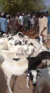 Katsina-Police-Command-Rescues-29-Sheep-3-163x300.jpeg