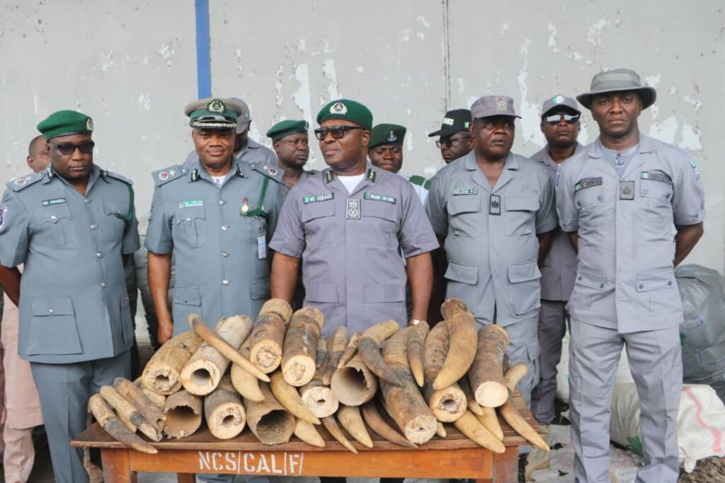 PANGOLIN-ELEPHANT-TUSKS-1